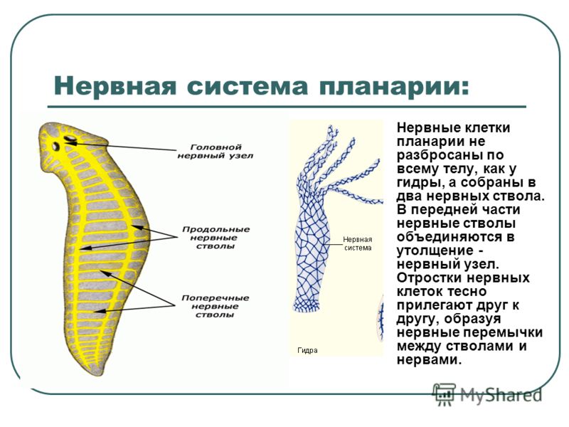 Кракен через тор